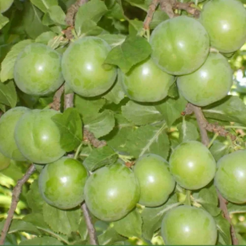 AĞUSTOS PAPAZI