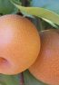 NASHI (DEV)